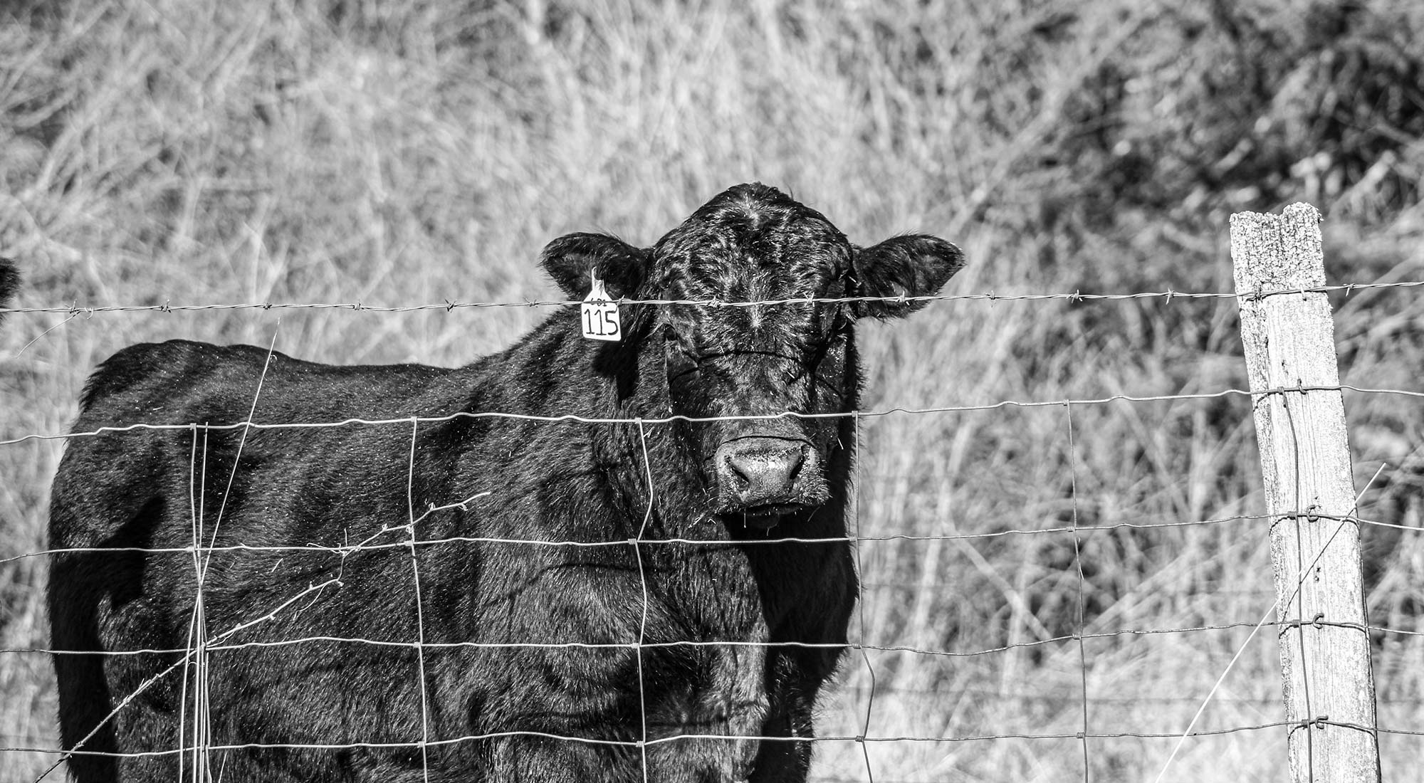 Cow at fence