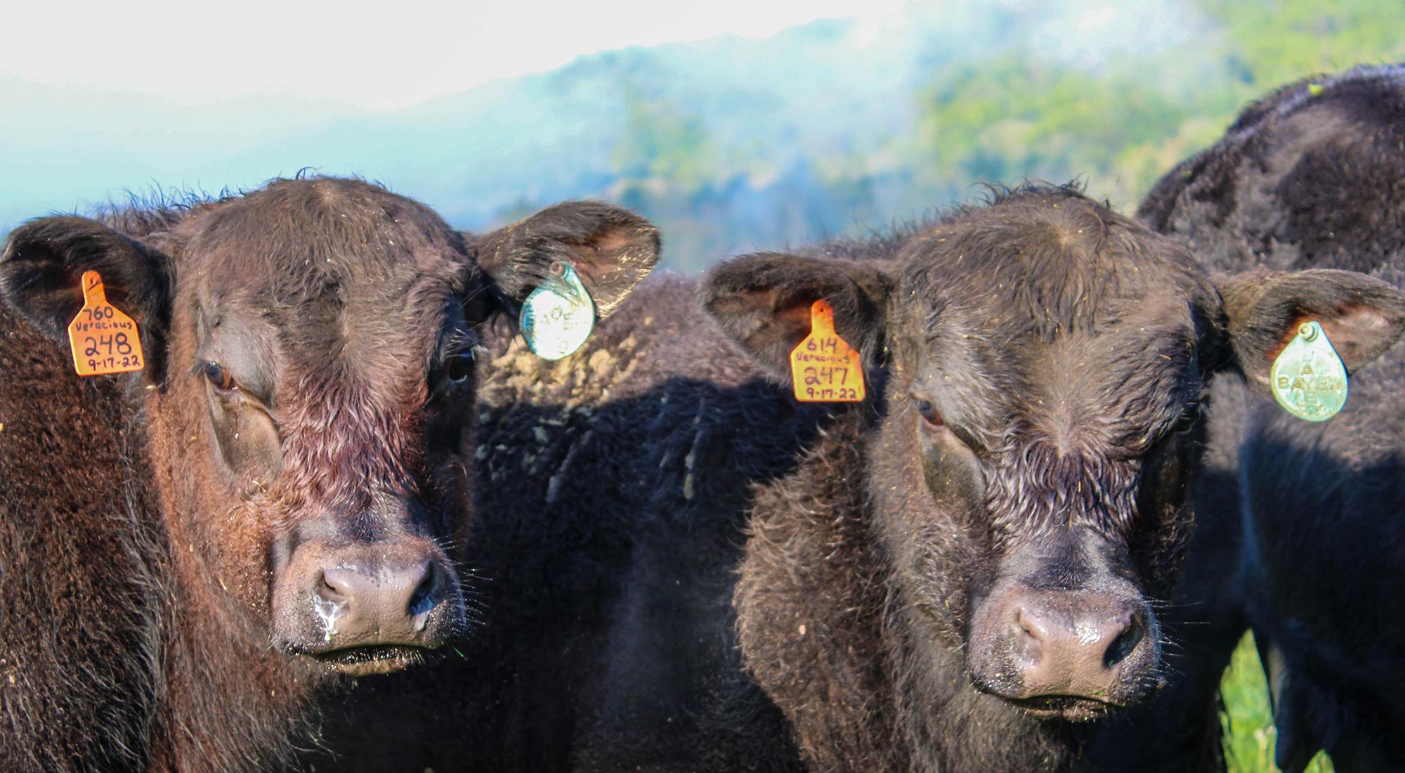 Close up of cows